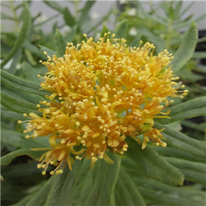 Rhodiola Kirilowii